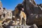 Leonberger waiting for the mail Art Print